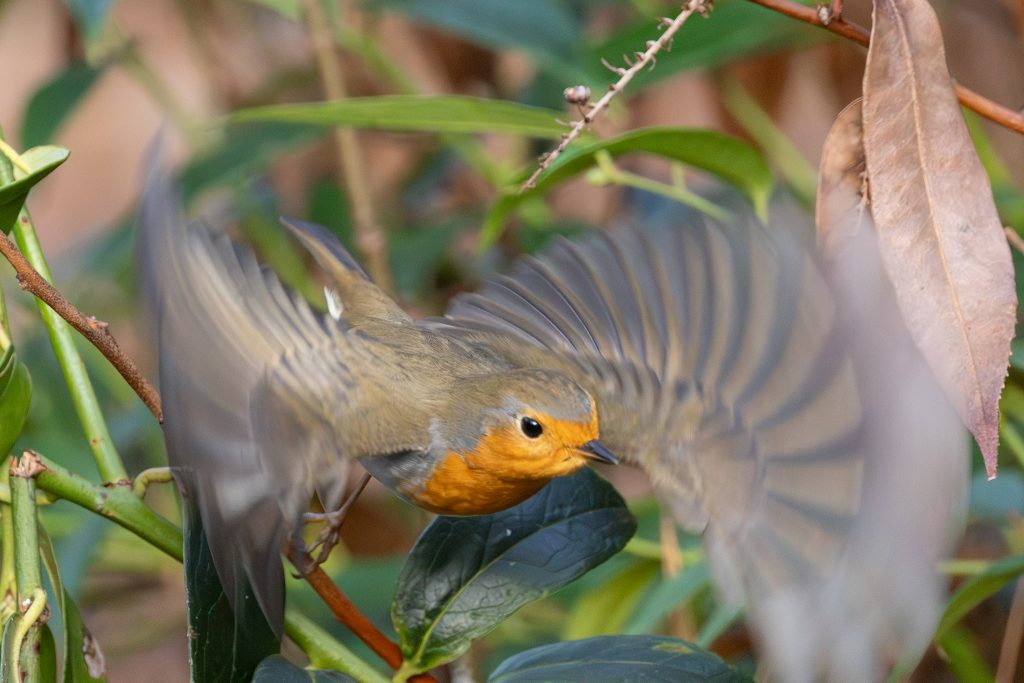 Ein Rotkehlchen startet, die Flügel erscheinen verzerrt und verwischt