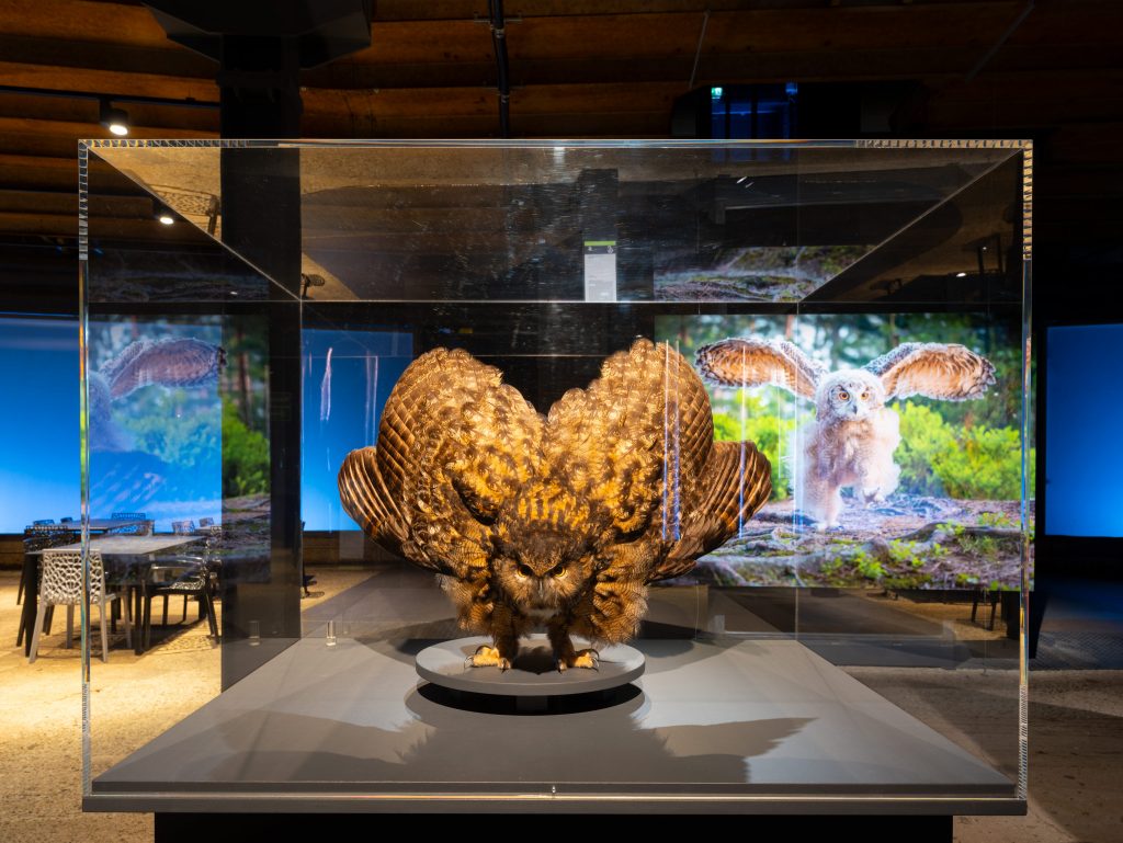 Eine große ausgetopfte Eule vor einem Eulenfoto