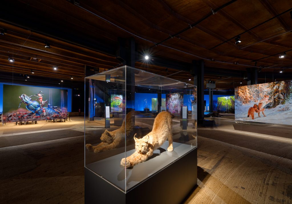 Ein ausgestopfter Luchs, dahinter große Naturfotos im Untergeschoss des Gasometers Oberhausen